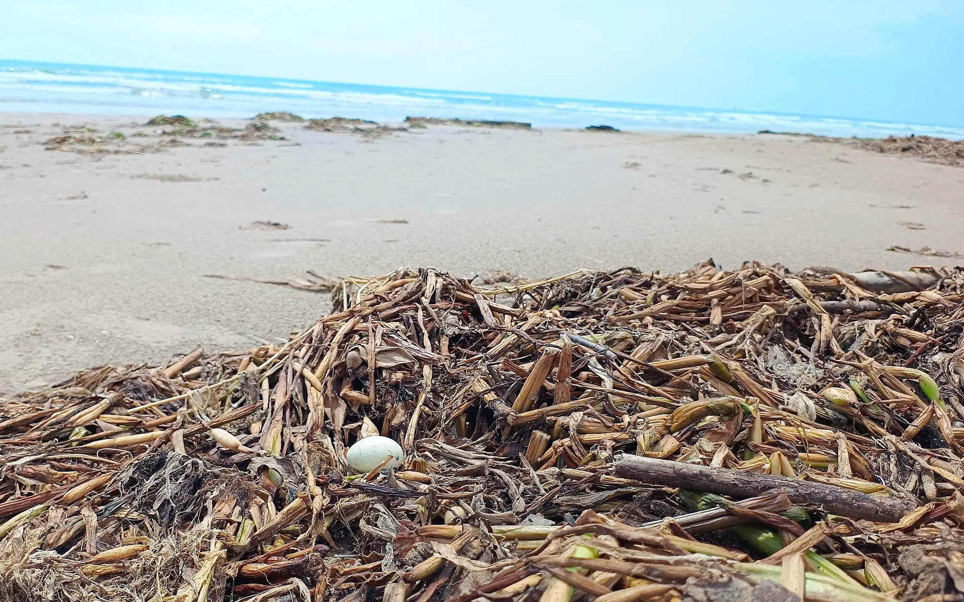 Ahora buscan a una enorme serpiente entre el lirio en Playa Miramar